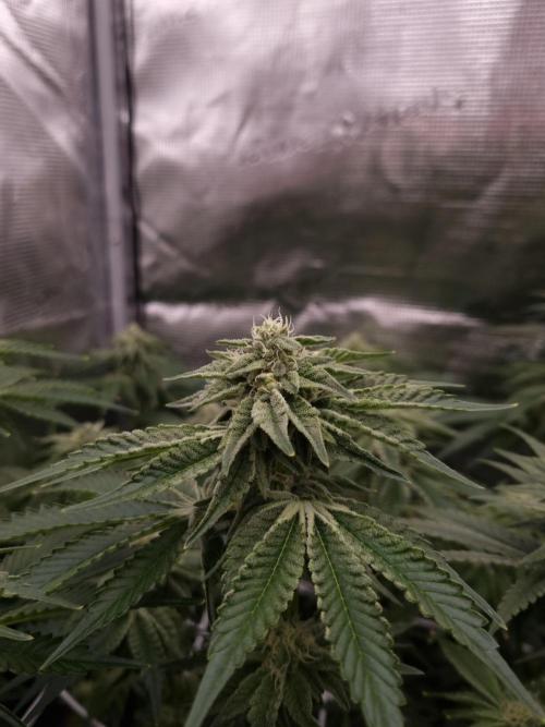 Frozen Nectar HappyPlant420 NFT. Week 10 - Day 28