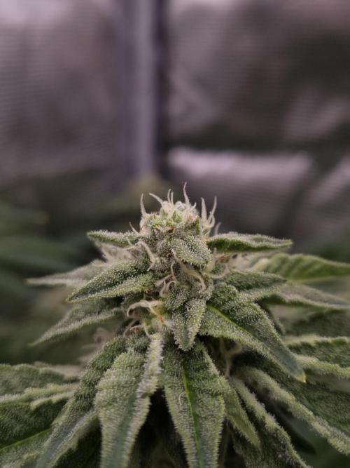 Frozen Nectar HappyPlant420 NFT. Week 10 - Day 28