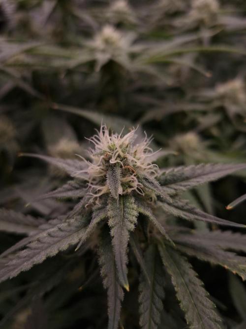 Durian Pie HappyPlant420 NFT. Week 10 - Day 28