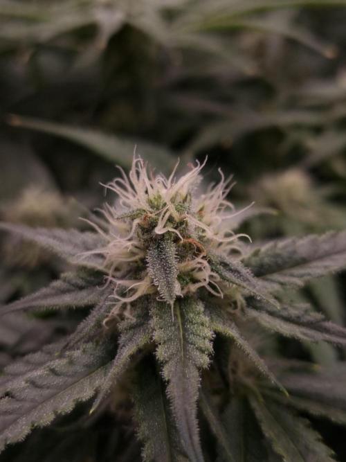 Durian Pie HappyPlant420 NFT. Week 10 - Day 28
