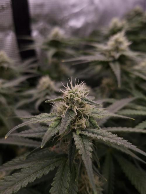 Durian Pie HappyPlant420 NFT. Week 10 - Day 28