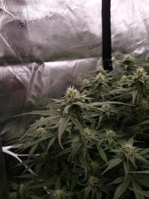 Durian Pie HappyPlant420 NFT. Week 10 - Day 28