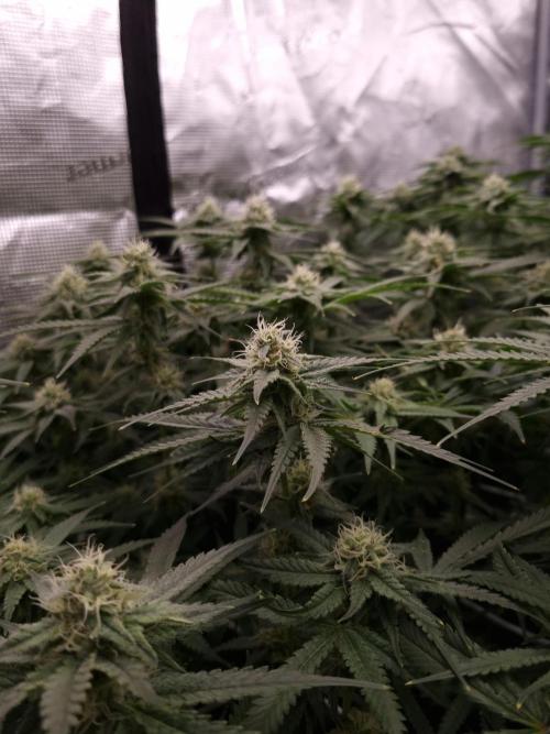 Durian Pie HappyPlant420 NFT. Week 10 - Day 28