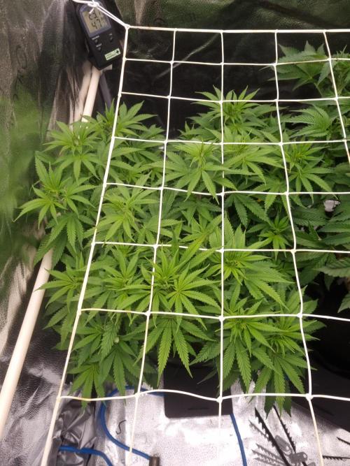 Sour Fruit Tartare Dutch Passion SOIL. Week 7 - Day 49