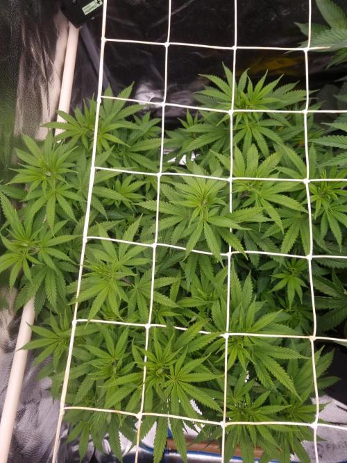 Sour Fruit Tartare Dutch Passion SOIL. Week 7 - Day 49