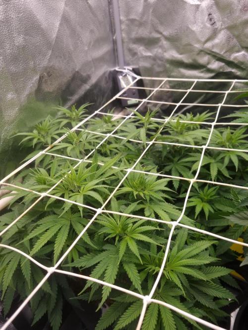 Sour Fruit Tartare Dutch Passion SOIL. Week 7 - Day 49