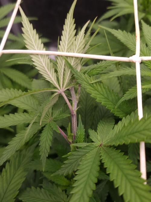 Sour Fruit Tartare Dutch Passion SOIL. Week 7 - Day 49