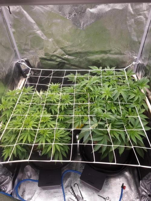 Sour Fruit Tartare Dutch Passion SOIL. Week 7 - Day 49 SFT left.