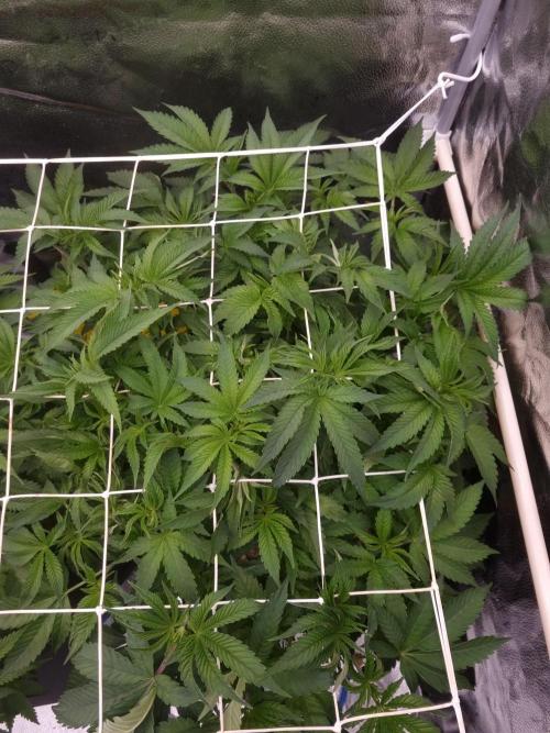 Cali Tings Wizard Trees SOIL. Week 7 - Day 49