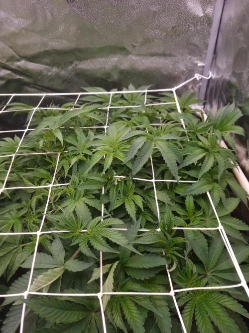 Cali Tings Wizard Trees SOIL. Week 7 - Day 49