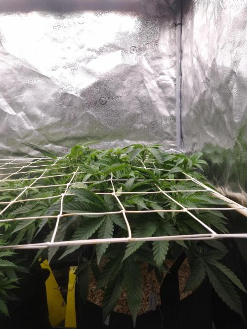 Cali Tings Wizard Trees SOIL. Week 7 - Day 49