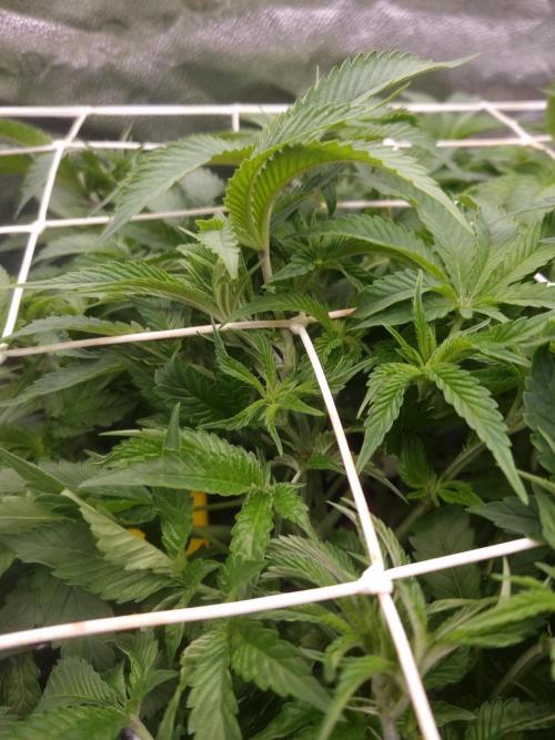 Cali Tings Wizard Trees SOIL. Week 7 - Day 49