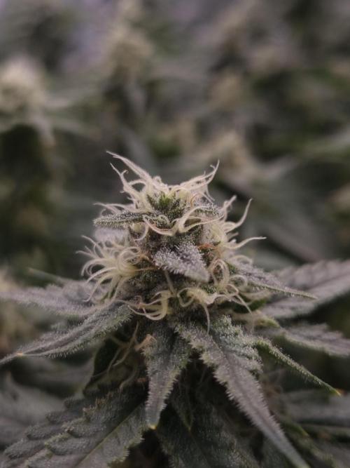 Durian Pie HappyPlant420 NFT. Week 11 - Day 35