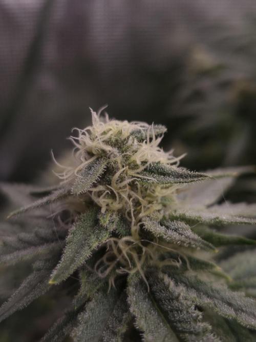 Durian Pie HappyPlant420 NFT. Week 11 - Day 35