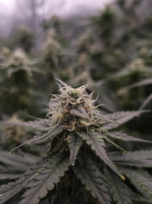 Durian Pie HappyPlant420 NFT. Week 11 - Day 35