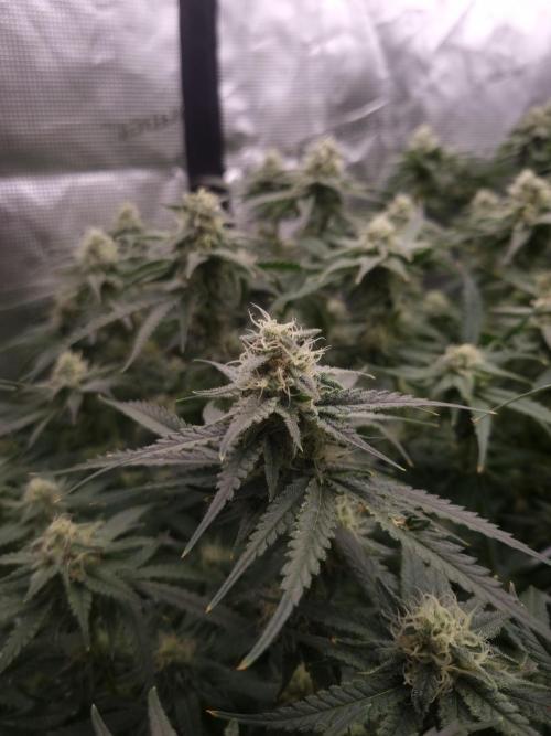 Durian Pie HappyPlant420 NFT. Week 11 - Day 35