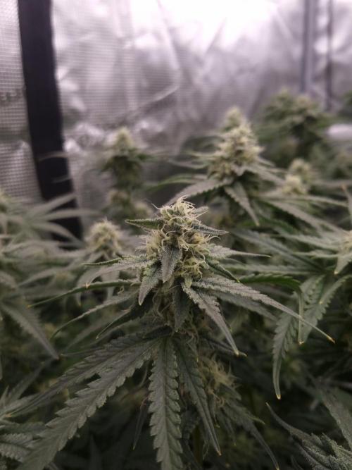 Durian Pie HappyPlant420 NFT. Week 11 - Day 35