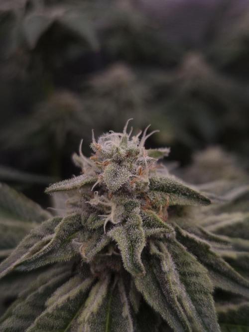 Frozen Nectar HappyPlant420 NFT. Week 11 - Day 35