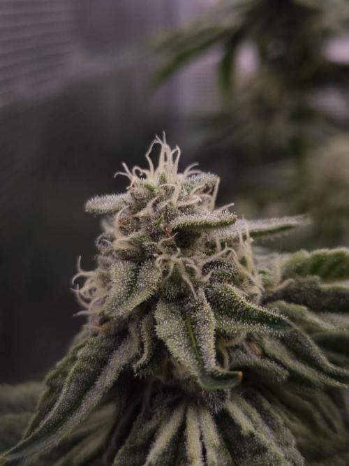 Frozen Nectar HappyPlant420 NFT. Week 11 - Day 35