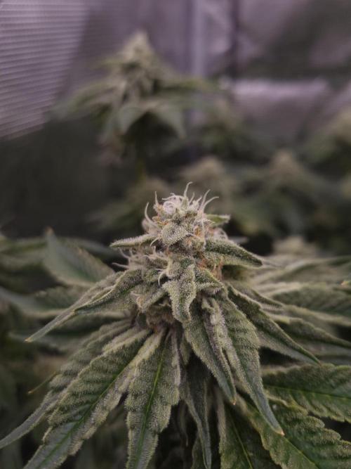 Frozen Nectar HappyPlant420 NFT. Week 11 - Day 35