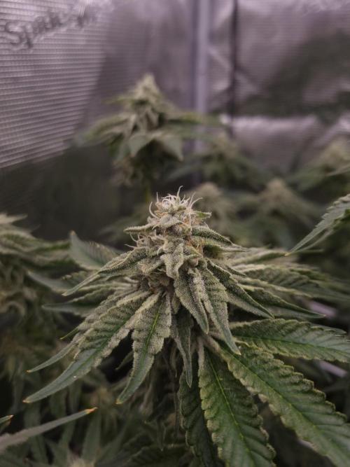 Frozen Nectar HappyPlant420 NFT. Week 11 - Day 35