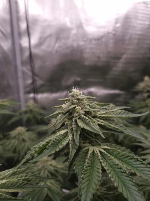 Frozen Nectar HappyPlant420 NFT. Week 11 - Day 35
