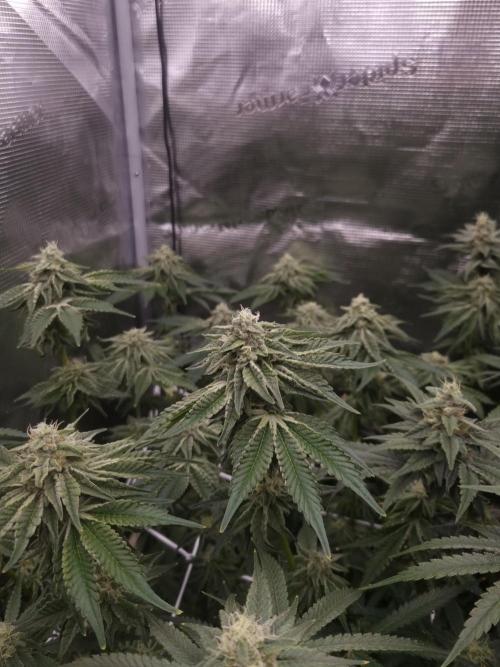 Frozen Nectar HappyPlant420 NFT. Week 11 - Day 35