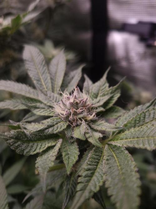 Slush Mint Cake Dutch Passion NFT. Week 11 - Day 35