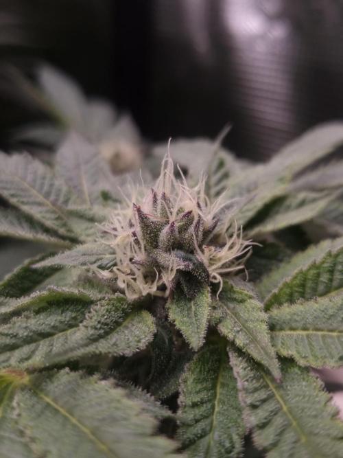 Slush Mint Cake Dutch Passion NFT. Week 11 - Day 35
