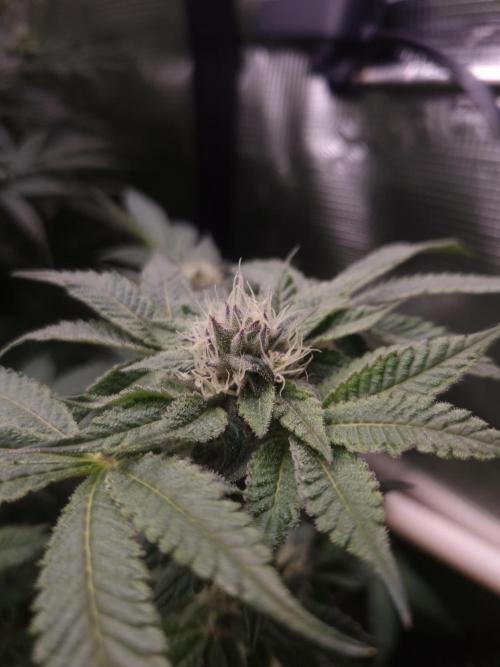 Slush Mint Cake Dutch Passion NFT. Week 11 - Day 35