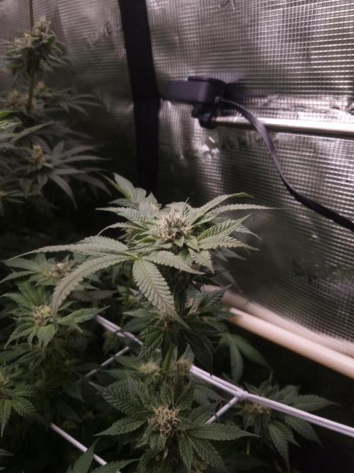 Slush Mint Cake Dutch Passion NFT. Week 11 - Day 35