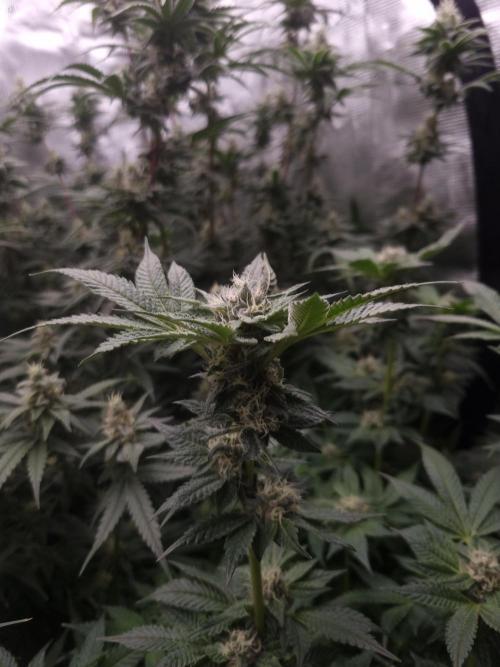 Slush Mint Cake Dutch Passion NFT. Week 11 - Day 35