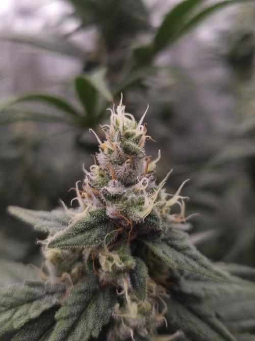 Aladdin Kush Khalifa Genetics NFT. Week 11 - Day 35