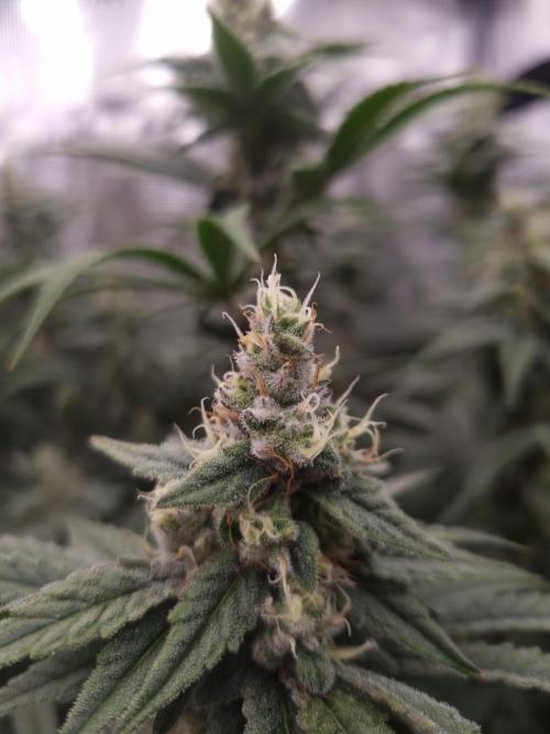 Aladdin Kush Khalifa Genetics NFT. Week 11 - Day 35