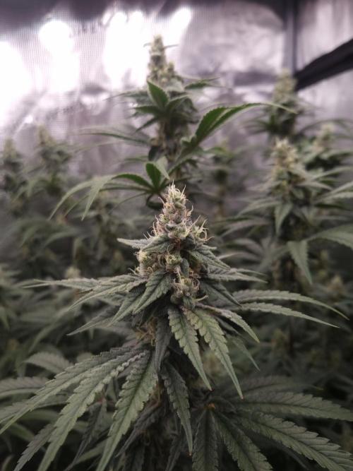 Aladdin Kush Khalifa Genetics NFT. Week 11 - Day 35