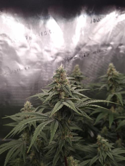 Aladdin Kush Khalifa Genetics NFT. Week 11 - Day 35