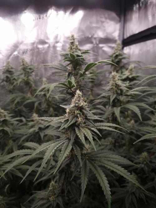 Aladdin Kush. Week 11