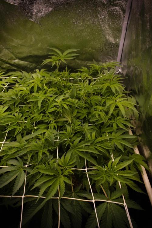 Cali Tings Wizard Trees SOIL. Week 8 - Day 56