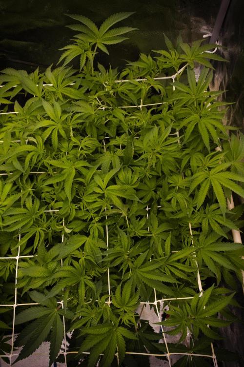 Cali Tings Wizard Trees SOIL. Week 8 - Day 56