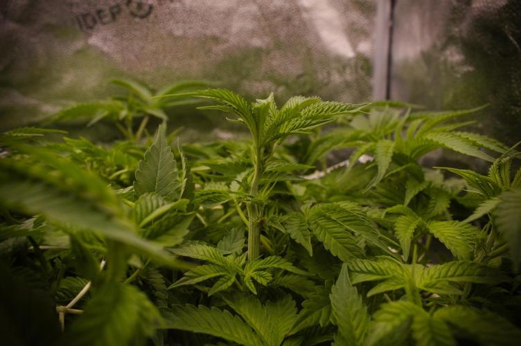 Cali Tings Wizard Trees SOIL. Week 8 - Day 56