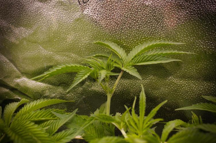 Grow Tent 3x3x6 (90cm x 90cm x 180cm). Week 8