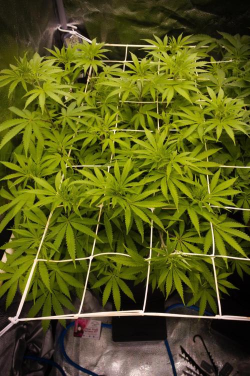 Sour Fruit Tartare Dutch Passion SOIL. Week 8 - Day 56