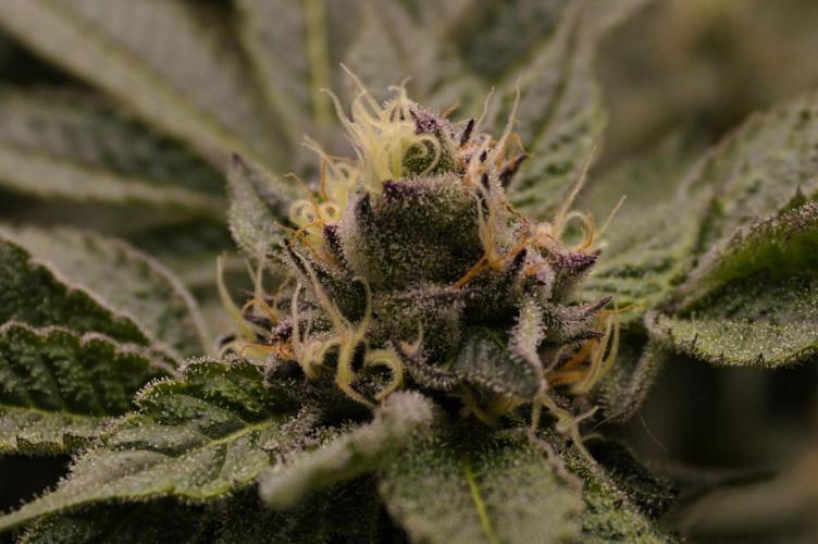 Slush Mint Cake Dutch Passion NFT. Week 12 - Day 42