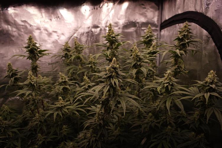 Aladdin Kush Khalifa Genetics NFT. Week 12 - Day 42