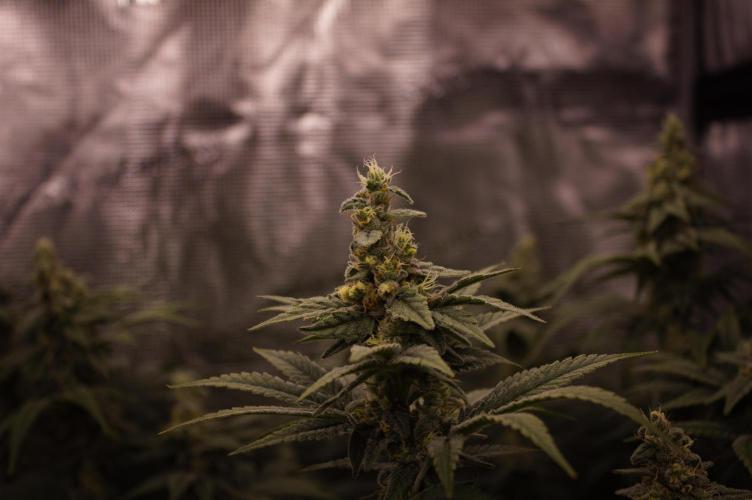 Aladdin Kush Khalifa Genetics NFT. Week 12 - Day 42