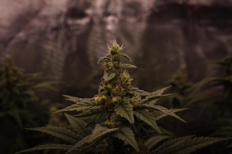 Aladdin Kush Khalifa Genetics NFT. Week 12 - Day 42