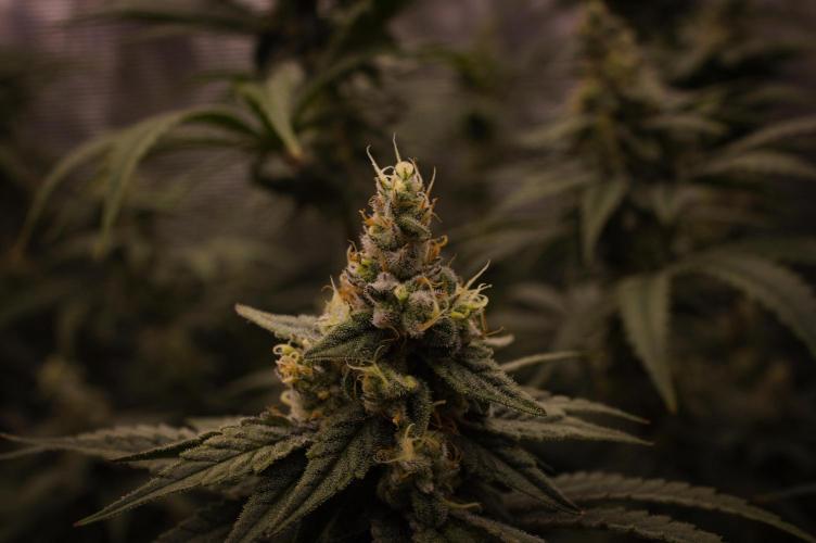 Aladdin Kush Khalifa Genetics NFT. Week 12 - Day 42