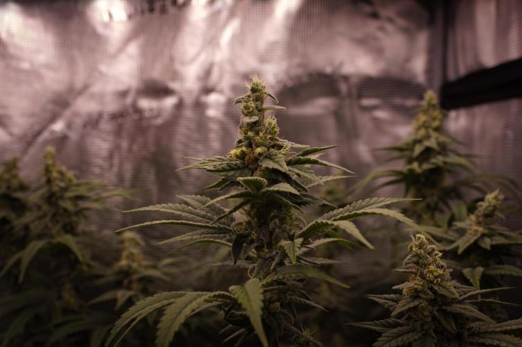 Aladdin Kush Khalifa Genetics NFT. Week 12 - Day 42