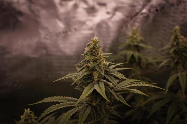 Aladdin Kush Khalifa Genetics NFT. Week 12 - Day 42