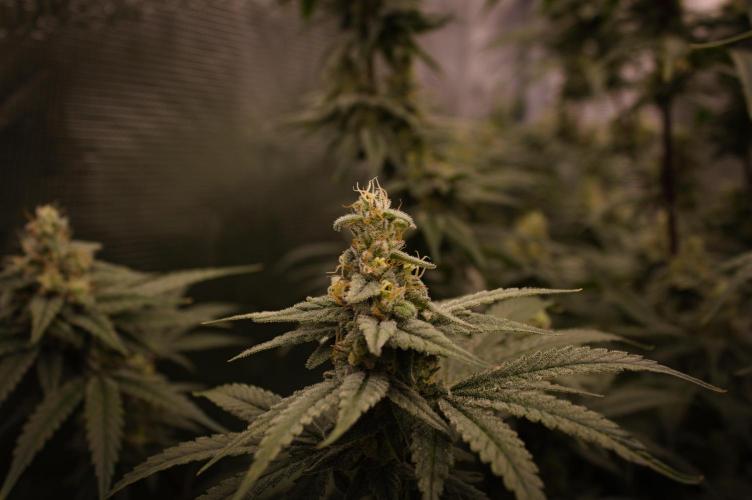 Aladdin Kush. Week 12
